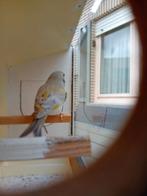 Europese, Dieren en Toebehoren