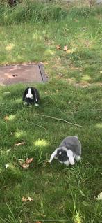 Lief hangoor konijntje, Dieren en Toebehoren, Dwerg, Hangoor