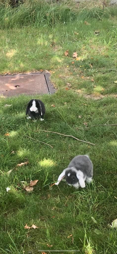 Lief hangoor konijntje, Dieren en Toebehoren, Konijnen, Dwerg, Hangoor