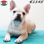 Franse Bulldog reuen (Blauw en Crème) pups te koop, Dieren en Toebehoren, Honden | Chihuahua's en Gezelschapshonden, 15 weken tot 1 jaar