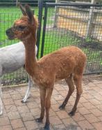 Heel mooi alpaca hengst, Dieren en Toebehoren, Schapen, Geiten en Varkens