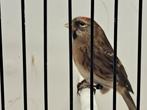 Wildkleur barmsijs mannetjes, Dieren en Toebehoren, Mannelijk, Wildzangvogel, Geringd