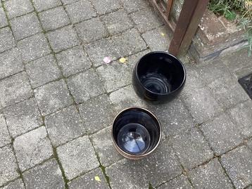 bloempotten en pot selder beschikbaar voor biedingen