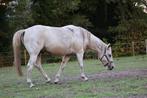 Knappe pony te koop  4 jaar, Dieren en Toebehoren, Pony's