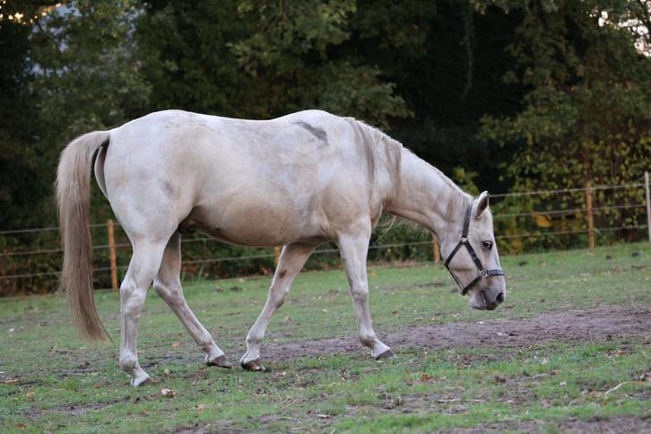 Knappe pony te koop  4 jaar, Dieren en Toebehoren, Pony's