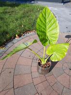 Olifanten Oren (Alocasia Calidora), Tuin en Terras, Ophalen of Verzenden, Bloeit niet, Vaste plant, Halfschaduw