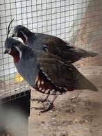 Bergkuifkwartels, Dieren en Toebehoren, Vogels | Overige Vogels, Geringd