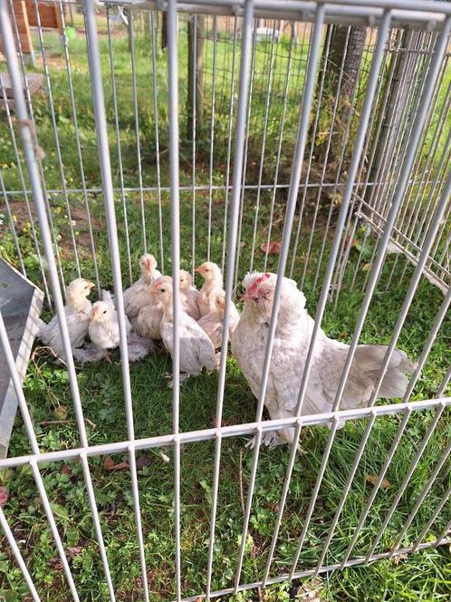 Kuikens ukkelse baardkriel, Dieren en Toebehoren, Vogels | Overige Vogels