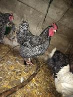 Haan Mechelse koekoek, Dieren en Toebehoren, Pluimvee