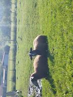 Agnelles zwartbles 10 mois à vendre, Mouton, Femelle, 0 à 2 ans