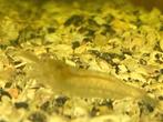 prix spot des crevettes d'aquarium, Animaux & Accessoires, Poissons | Poissons d'aquarium, Homard, Crabe ou Crevette, Poisson d'eau douce