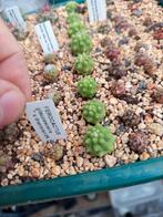cactus Ferocactus glaucescens v.inermis, Tuin en Terras, Ophalen of Verzenden