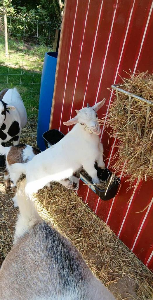 Dwerggeitjes mieke en bokje ( enkel bokje nog vrij), Dieren en Toebehoren, Schapen, Geiten en Varkens