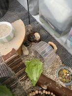 Hamster, Dieren en Toebehoren, Juni, Meerdere dieren, Hamster