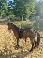 Miniatuurpaard dekhengst/ menpony / kinderpony, Dieren en Toebehoren, Hengst