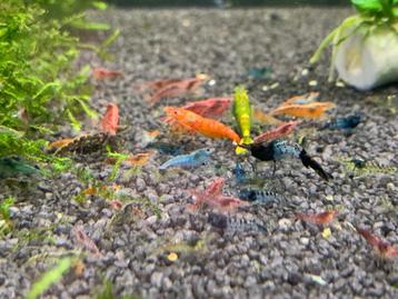 Mix garnalen (Cull tank) beschikbaar voor biedingen