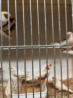 KWEEKRIJPE ZEBRAVINK-DIAMANTDUIF-JAP.MEEUW-KANARIE, Dieren en Toebehoren, Meerdere dieren, Tropenvogel