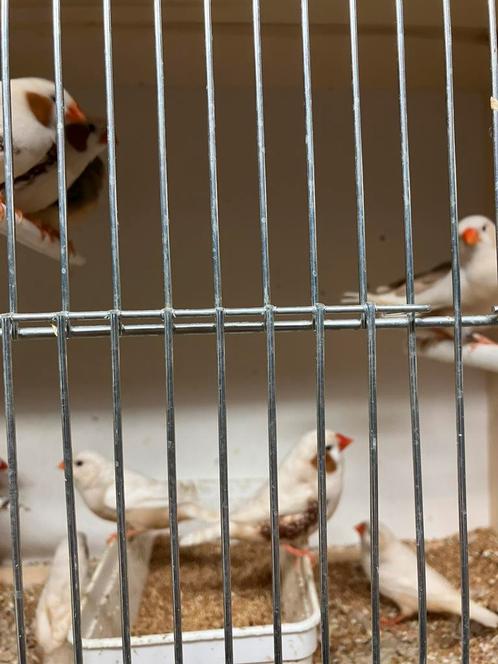 KWEEKRIJPE ZEBRAVINK-DIAMANTDUIF-JAP.MEEUW-KANARIE, Dieren en Toebehoren, Vogels | Overige Vogels, Tropenvogel, Meerdere dieren