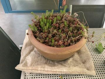 Grote bruine buitenpot Inclusief planten beschikbaar voor biedingen