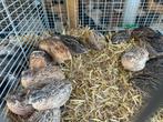 Japanse kwartels hennen en hanen