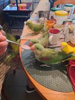 2 Alexander parkiet 12 weken oud, Dieren en Toebehoren, Vogels | Parkieten en Papegaaien, Mannelijk, Parkiet, Geringd
