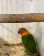 Agapornis fischeri., Sexe inconnu, Perroquet nain ou Inséparable, Bagué