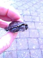 Europese kostuums, Schildpad, 0 tot 2 jaar