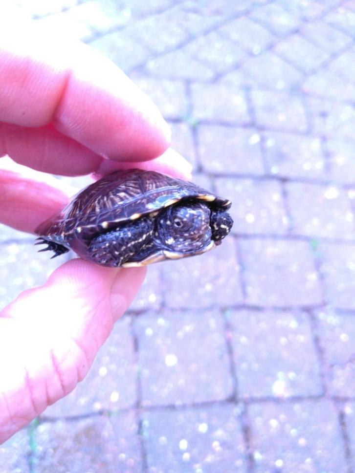 Europese kostuums, Dieren en Toebehoren, Reptielen en Amfibieën, Schildpad, 0 tot 2 jaar