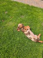 Teckel pup, Dieren en Toebehoren, Honden | Teckels en Dashonden, België, Particulier, 8 tot 15 weken, Korthaar
