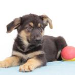 Duitse Herder (Kort & Langhaar) Belgische pups te koop, Dieren en Toebehoren, Honden | Herdershonden en Veedrijvers, België, Handelaar