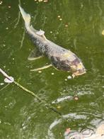Koi's, Dieren en Toebehoren, Vissen | Vijvervissen
