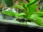 Ancistrussen/ruitenkuisers natuurkleur, Dieren en Toebehoren, Vissen | Aquariumvissen, Vis, Zoetwatervis