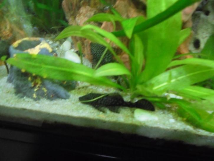Ancistrussen/ruitenkuisers natuurkleur, Dieren en Toebehoren, Vissen | Aquariumvissen, Zoetwatervis, Vis