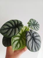 Alocasia zilveren draak, Ophalen of Verzenden