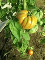 Tomatenplanten Bistecca F1 Hybride, Tuin en Terras, Planten | Tuinplanten, Ophalen