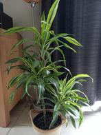 Dracaena zoekt nieuwe thuis, Huis en Inrichting, Kamerplanten, Ophalen