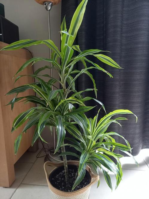 Dracaena zoekt nieuwe thuis, Huis en Inrichting, Kamerplanten, Ophalen