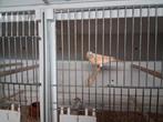 Kanarie mozaïek, Dieren en Toebehoren
