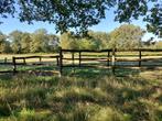Weide te huur gezocht omg Molenbeersel Kinrooi, Accessoires, 4 paarden of pony's of meer