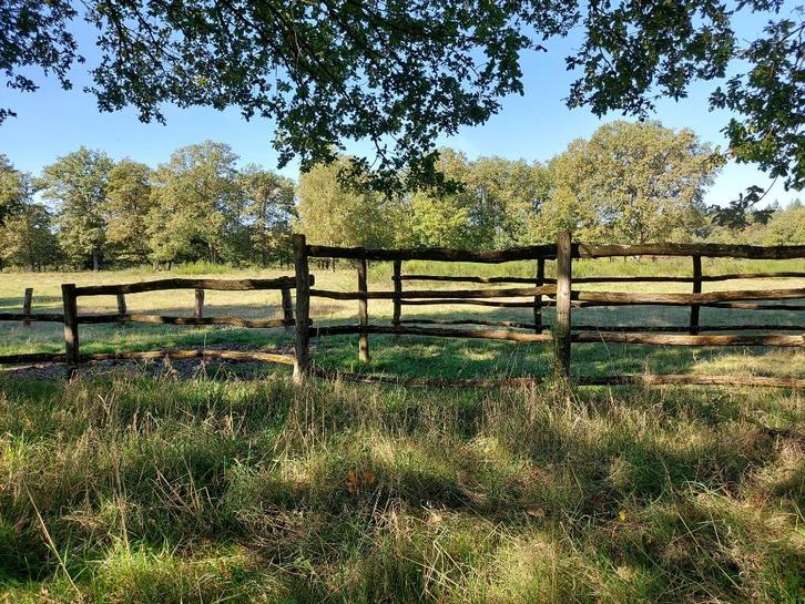 Weide te huur gezocht omg Molenbeersel Kinrooi, Dieren en Toebehoren, Stalling en Weidegang, Accessoires, 4 paarden of pony's of meer