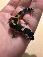 Trio luipaardgecko’s black knight cross, Dieren en Toebehoren, Hagedis, Tam, 0 tot 2 jaar