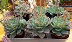 Vetplantjes Echeveria elegans, Ophalen, Vetplant, Halfschaduw, In pot