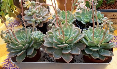 Vetplantjes Echeveria elegans, Huis en Inrichting, Kamerplanten, Vetplant, Bloeiende kamerplant, Halfschaduw, In pot, Ophalen