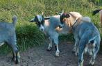 Dwerggeit lammetjes mieke bokjes palomino blauwschimmel tan, Dieren en Toebehoren, Schapen, Geiten en Varkens