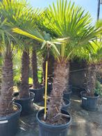 trachycarpus fortunei, verschillende maten. 2€/cm stam, Tuin en Terras, Planten | Bomen, Ophalen of Verzenden