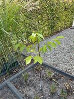 Notelaar fruitbomen, Ophalen, Minder dan 100 cm, Halfschaduw, Walnotenboom