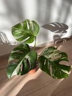 Monstera variegata, Huis en Inrichting, Kamerplanten, Ophalen