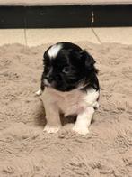 Shih tzu, Dieren en Toebehoren, Ophalen, Nieuw