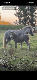 Hengste veulen Shetlander, Dieren en Toebehoren, Paarden, Hengst, Onbeleerd, Recreatiepaard, 0 tot 2 jaar