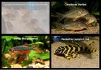 Peckoltia Compta L134, Animaux & Accessoires, Poissons | Poissons d'aquarium, Poisson, Poisson d'eau douce